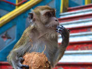 monkey near the batu caves