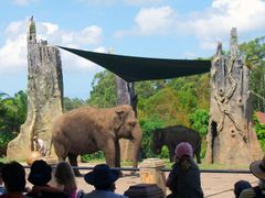 Elephants at Australia Zoo