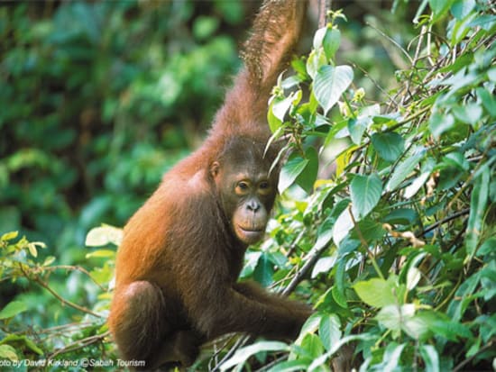 Sandakan_Turtle_Island_and_Orangutan_Sanctuary (1)