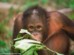 Sandakan_Turtle_Island_and_Orangutan_Sanctuary (1)