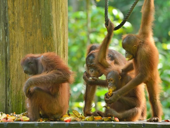 Sandakan_Turtle_Island_and_Orangutan_Sanctuary (6)