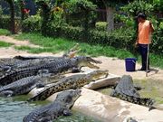 underwater_World_and_Crocodile_Farm (4)