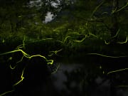 Kuala Selangor fireflies phenomena kampong kuantan