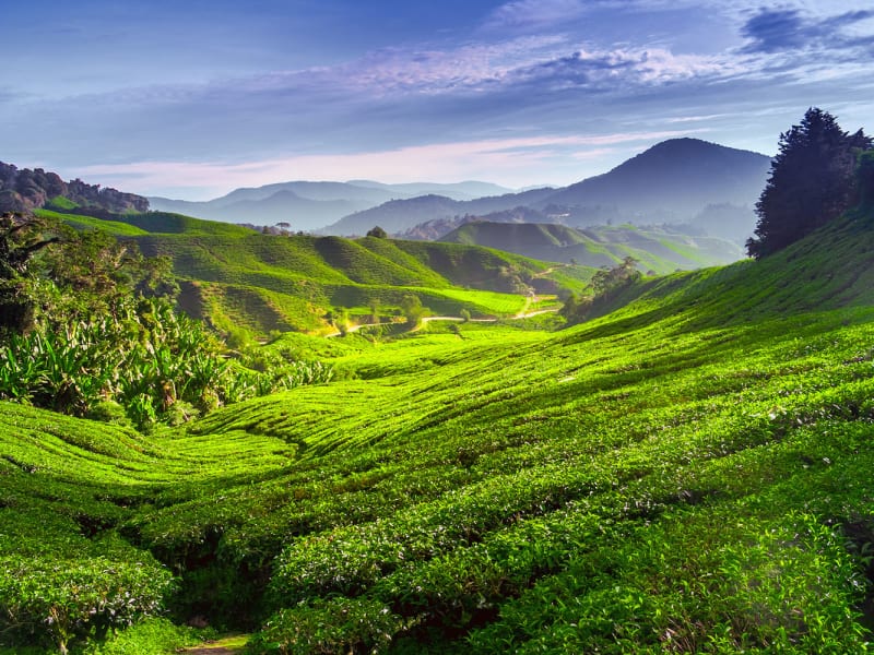 Three-Day Guided Cameron Highland Tour with Transfers from ...