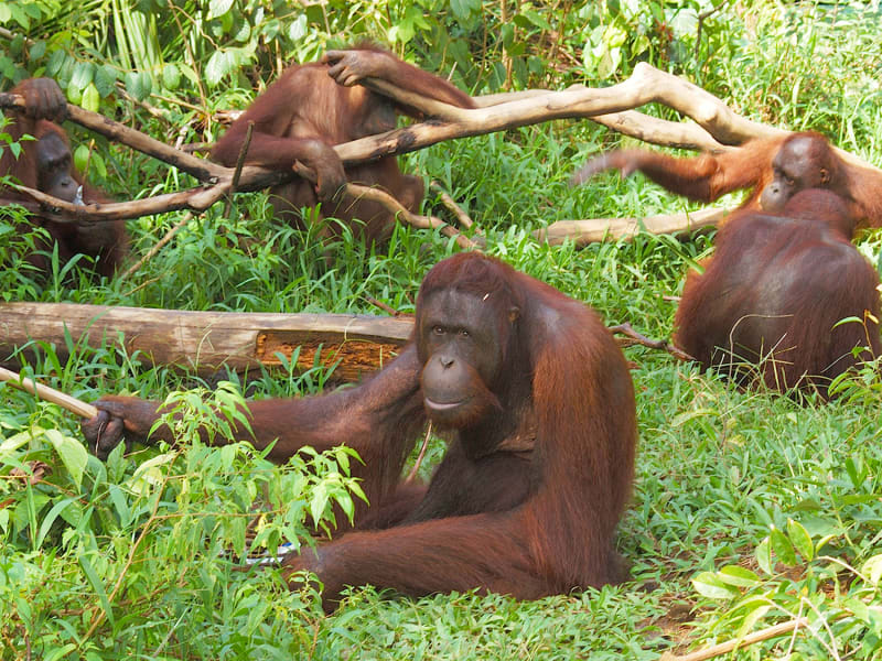 Mangrove_Forest_and_Orangutan (6)