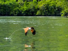 langkawi mangrove forest eagle watching day tour