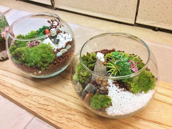 苔を楽しむ1日 季節の苔玉 苔テラリウムづくり 新宿御苑前徒歩3分 By カルチャースクールいろは 東京の観光 遊び 体験 レジャー専門予約サイト Veltra ベルトラ 苔を楽しむ1日 季節の苔玉 苔テラリウムづくり 新宿御苑前徒歩3分 By カルチャースクールいろは 東京の観光 遊び 体験 レジャー専門予約サイト Veltra ベルトラ