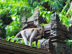 Ubud Monkey Forest Bali Indonesia