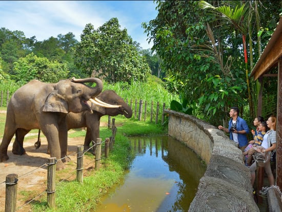 lok kawi wildlife park borneo pygmy elephant