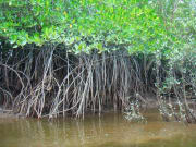 Mangrove_Swamp_Cruise (1)