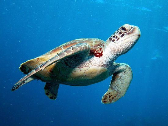 satang island turtle conservation area day tour