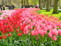 Netherlands, Keukenhof Garden, Tulips