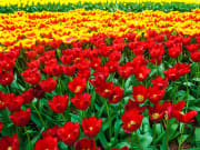 Netherlands, Keukenhof Garden, Tulips