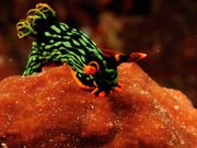 See the unique marine creatures of Bali