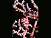 Meet the unique marine critters of Bali