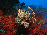 bali diving tour