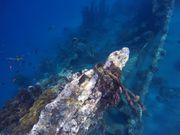 Amed Japanese Wreck