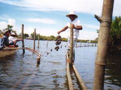 Cambuhat_Oyster_Farm (2)