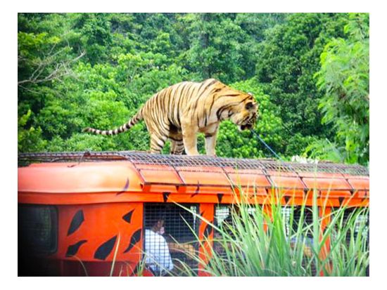 スービック湾　日帰り観光ツアー ＜昼食付き／英語ガイド＞