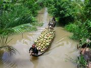 Mekong Delta boat transporting coconut