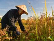 Vietnamese farmer working