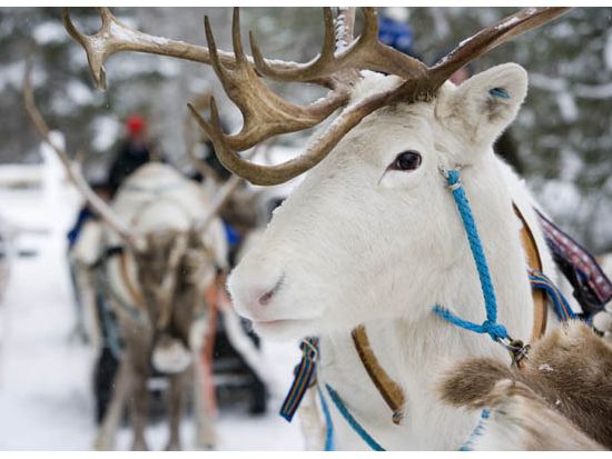 トナカイ牧場訪問 半日ツアー☆キュートなトナカイに会いに行こう！＜11〜4月／英語／ロヴァニエミ発＞