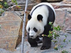 Adelaide Giant Panda