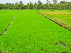 mekong delta rice paddy_430487830