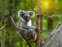 koala_557228812