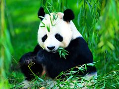 Beijing Panda Garden