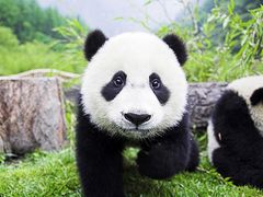 Beijing Panda Garden
