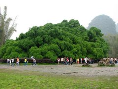 Yangshuo_Big Banyan (2)