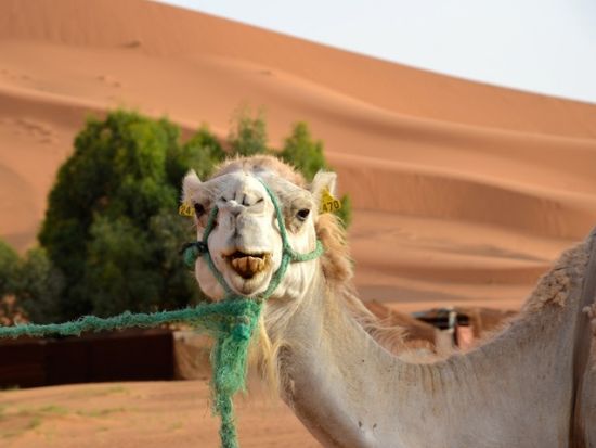 【ワルザザート発 モロッコ周遊 2泊3日】世界遺産アイト・ベン・ハッドゥ＋ワルザザート＋トドラ峡谷＋ラクダ乗り体験＆砂漠でキャンプ泊＜英語／フェズ着＞