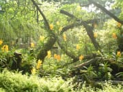 Singapore Botanical Gardens National Orchid Garden
