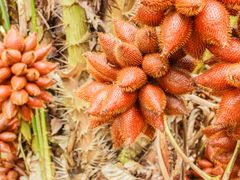 snake skin fruit
