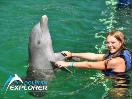 イルカと触れ合おう！選べる2つのプラン＜英語ガイド／プンタカナ発＞