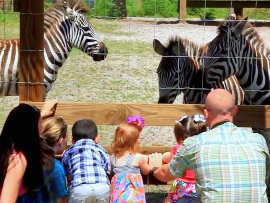 エアボート乗船＆ワイルドフロリダ入場券付き　半日観光ツアー ＜英語ガイド＞