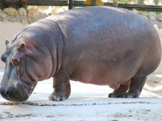 マナティと泳ぐシュノーケリング＆ホモサッサ州立公園　1日観光ツアー ＜昼食付き／英語ガイド＞