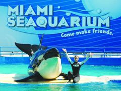 USA_Florida_Miami Seaquarium Killer Whale
