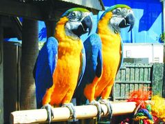 USA_Florida_Miami Seaquarium Macaw