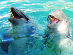USA_Florida_Miami Seaquarium Dolphins