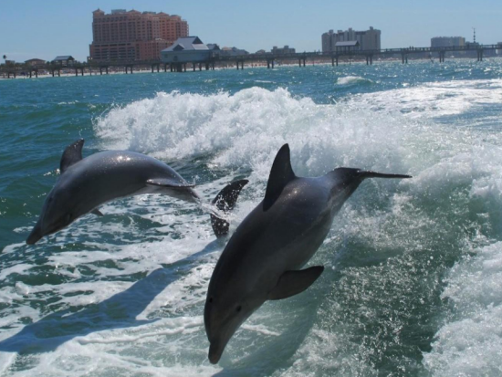 クリアウォータービーチ　送迎バスサービス ＜スピードボート体験などオプション付きのプランあり／英語ドライバー＞