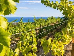 barcelona, spain, Alta Alella, Vineyard