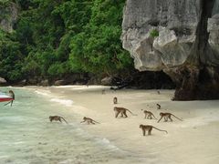 3-10-14monkey_beach(600x450)