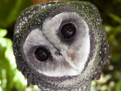 The Wildlife Habitat night tour