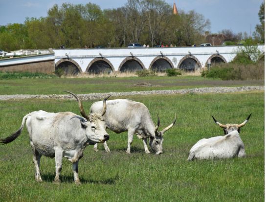 大平原のホルトバージ・プスタとグドゥルー宮殿 1日観光＜3月～10月／日本語ガイド／昼食付き／ブタペスト発＞