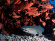 requin pointe blanche-7098