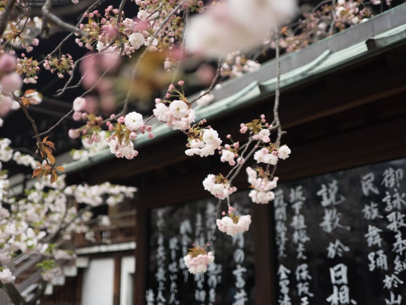 cherry blossoms south korea spring season