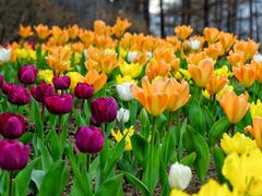 garden of morning calm