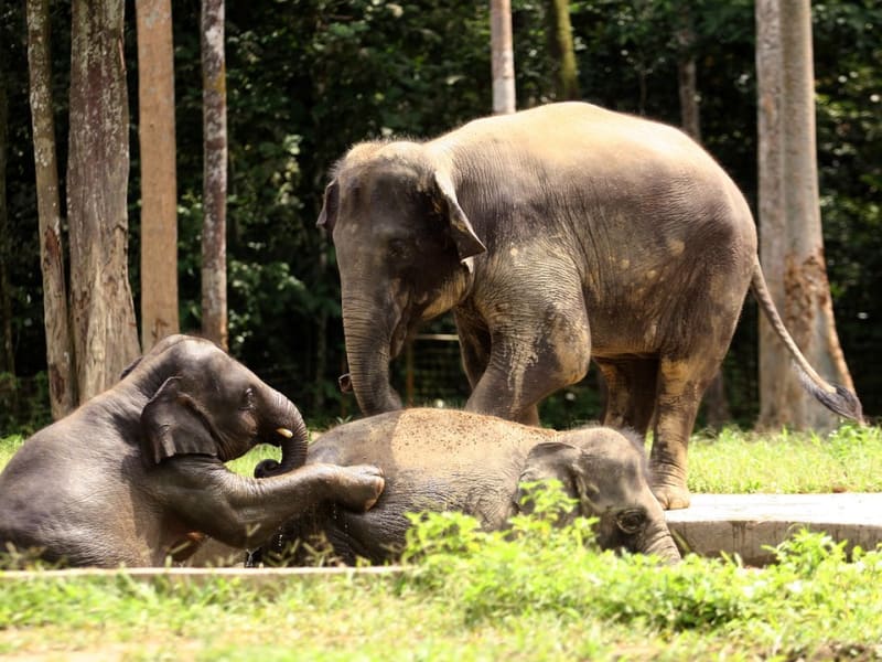 kuala gandah elephant sanctuary from kuala lumpur